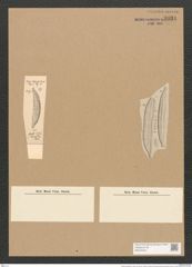 Amphora intersecta A. Schm. (de-Toni-Nr.: Genus 36, Species 1582) Zeichnungen Sammlung Grunow Nr. 3034 (NHMW-BOT-W0370424)
